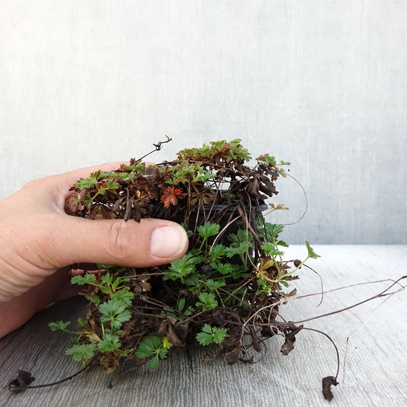 Amostra de Potentilla verna Vaso de 8/9 cm tal como entregue no outono