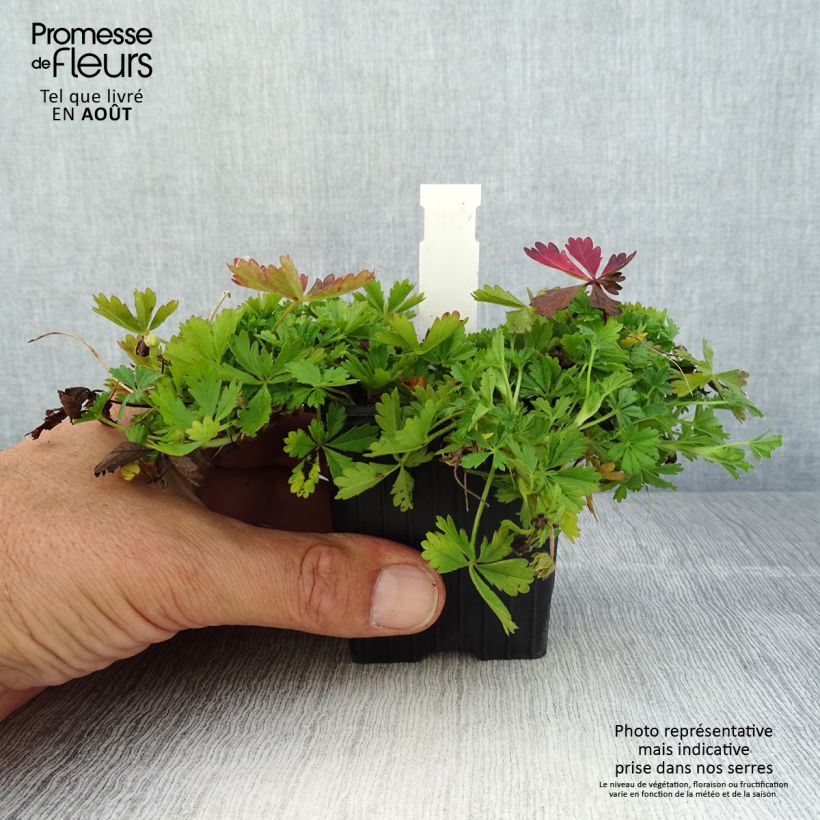 Amostra de Potentilla verna Vaso de 8/9 cm tal como entregue no verão