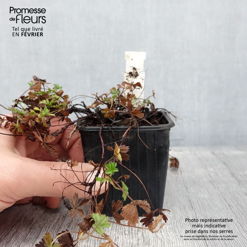 Amostra de Potentilla verna Vaso de 8/9 cm tal como entregue no inverno