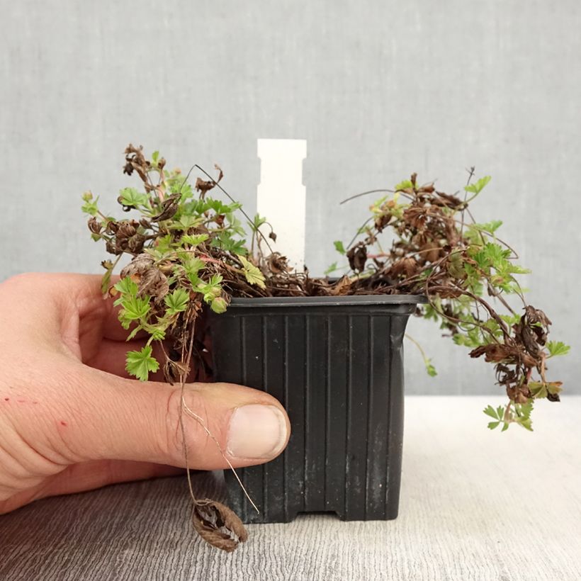 Amostra de Potentilla verna Vaso de 8/9 cm tal como entregue na primavera