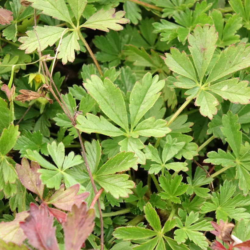 Potentilla verna (Folhagem)