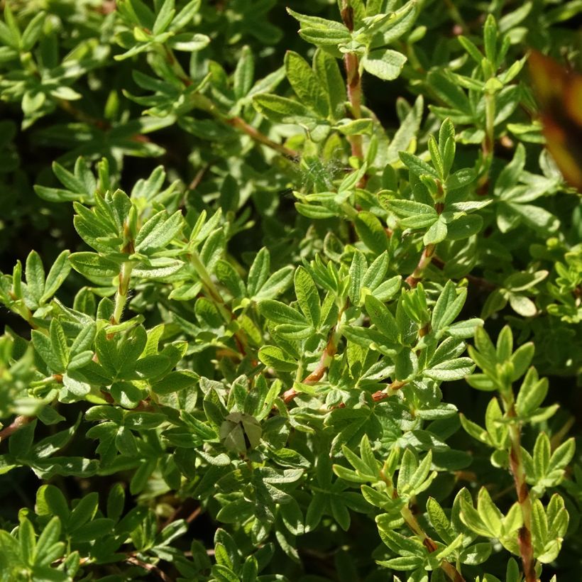 Potentilla fruticosa Bella Apple (Floração)