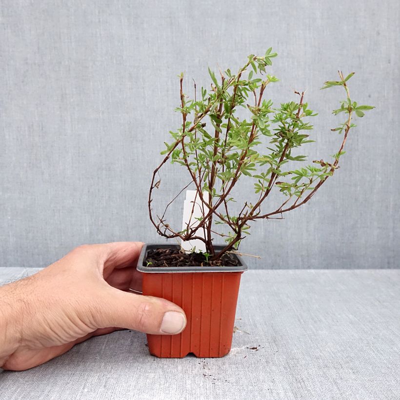 Amostra de Potentilla fruticosa Bella Apple Vaso de 8/9 cm tal como entregue no outono