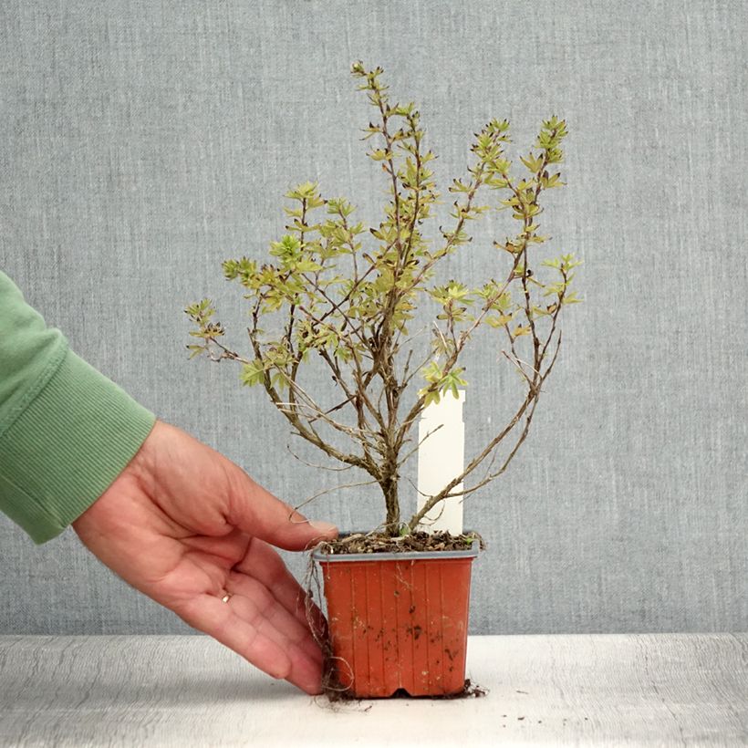 Amostra de Potentilla fruticosa Bella Apple Vaso de 8/9 cm tal como entregue no verão