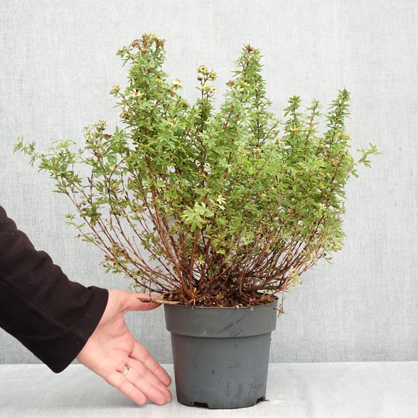 Amostra de Potentilla fruticosa Bella Apple Vaso de 2 L/3 L tal como entregue no outono