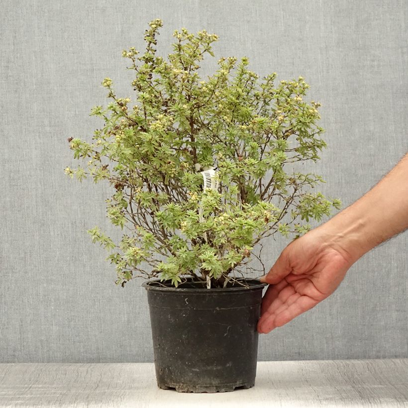 Amostra de Potentilla fruticosa Bella Apple Vaso de 2 L/3 L tal como entregue no verão