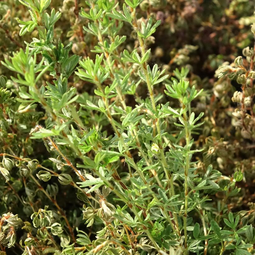 Potentilla fruticosa Bella Lindsey (Folhagem)