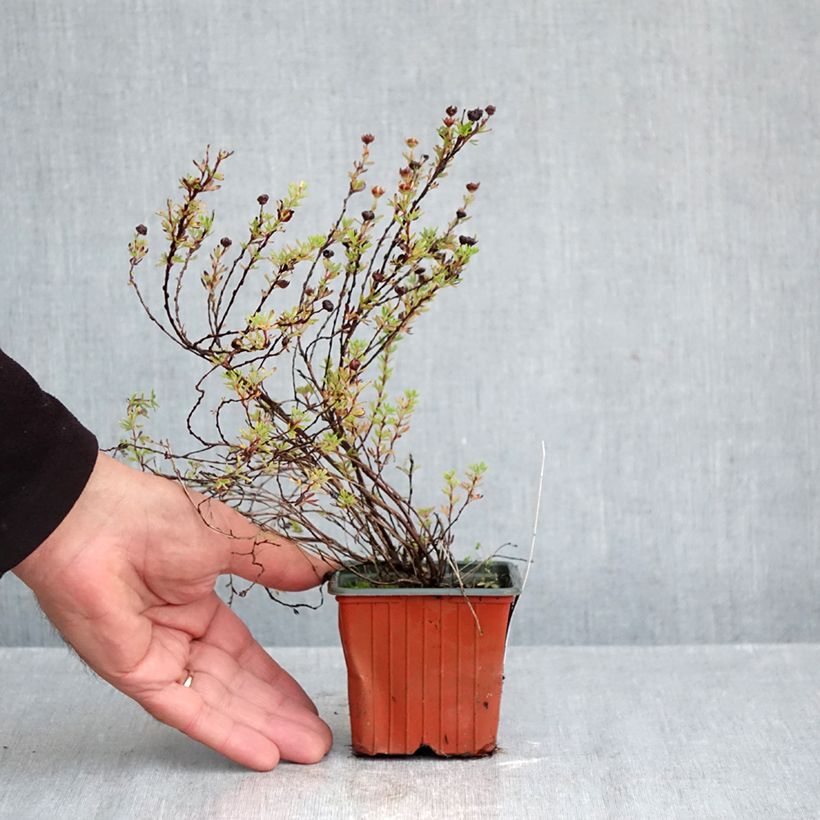 Amostra de Potentilla fruticosa Bella Lindsey Vaso de 8/9 cm tal como entregue no outono