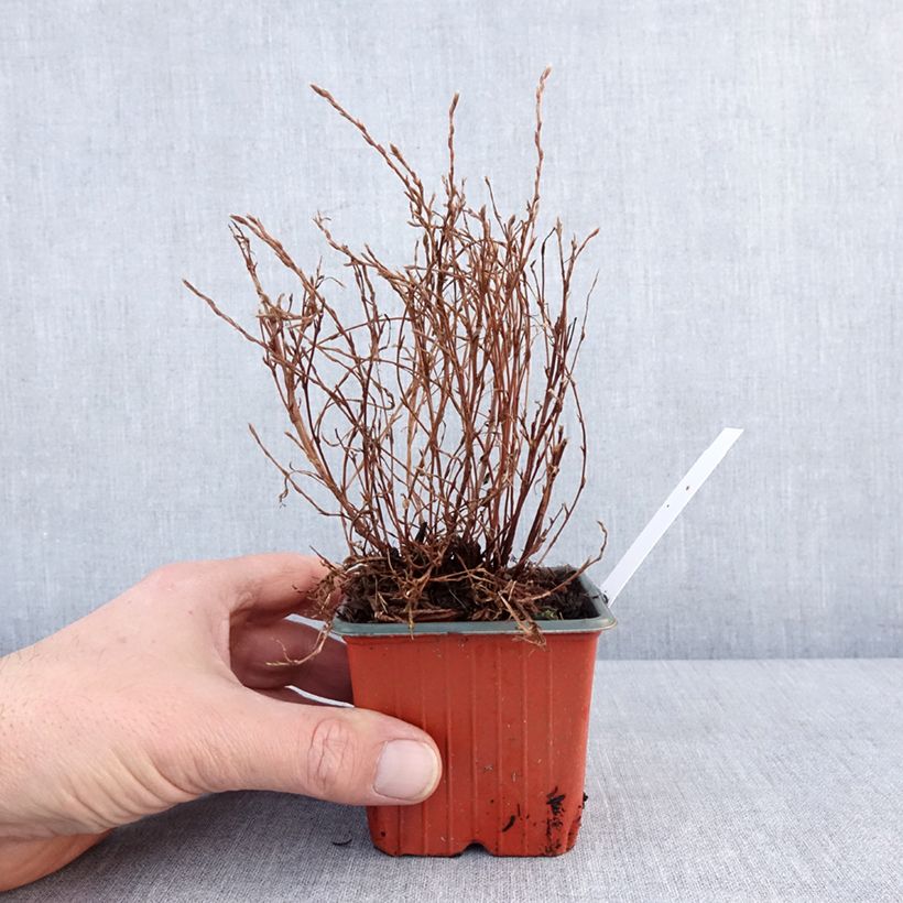 Amostra de Potentille arbustive Bella Lindsey - Potentilla fruticosa Godet de 8/9 cm tal como entregue no inverno