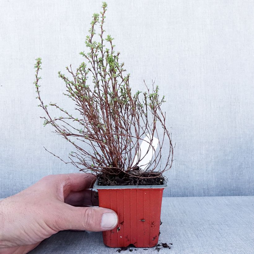 Amostra de Potentilla fruticosa Bella Lindsey Vaso de 8/9 cm tal como entregue na primavera