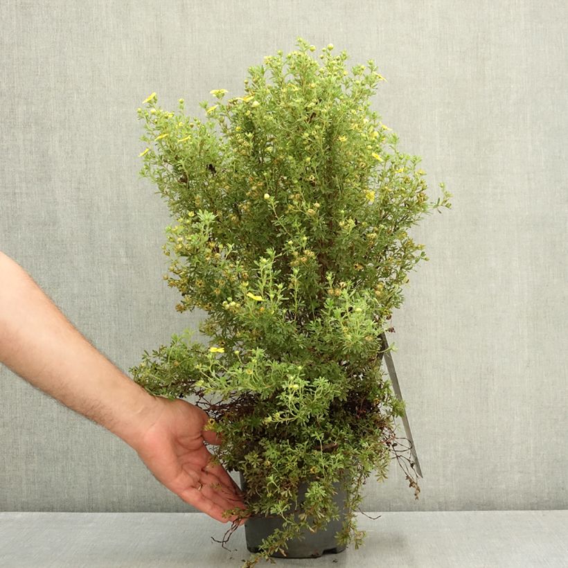 Amostra de Potentilla fruticosa Bella Lindsey Vaso de 2 L/3 L tal como entregue no verão