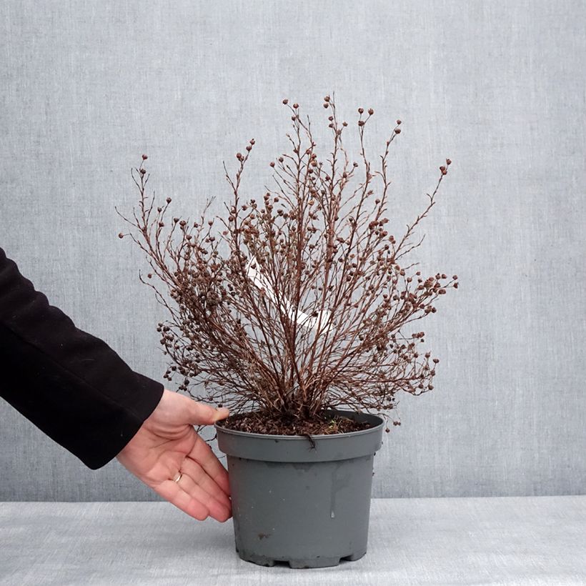 Amostra de Potentille arbustive Bella Lindsey - Potentilla fruticosa Pot de 2L/3L tal como entregue no inverno