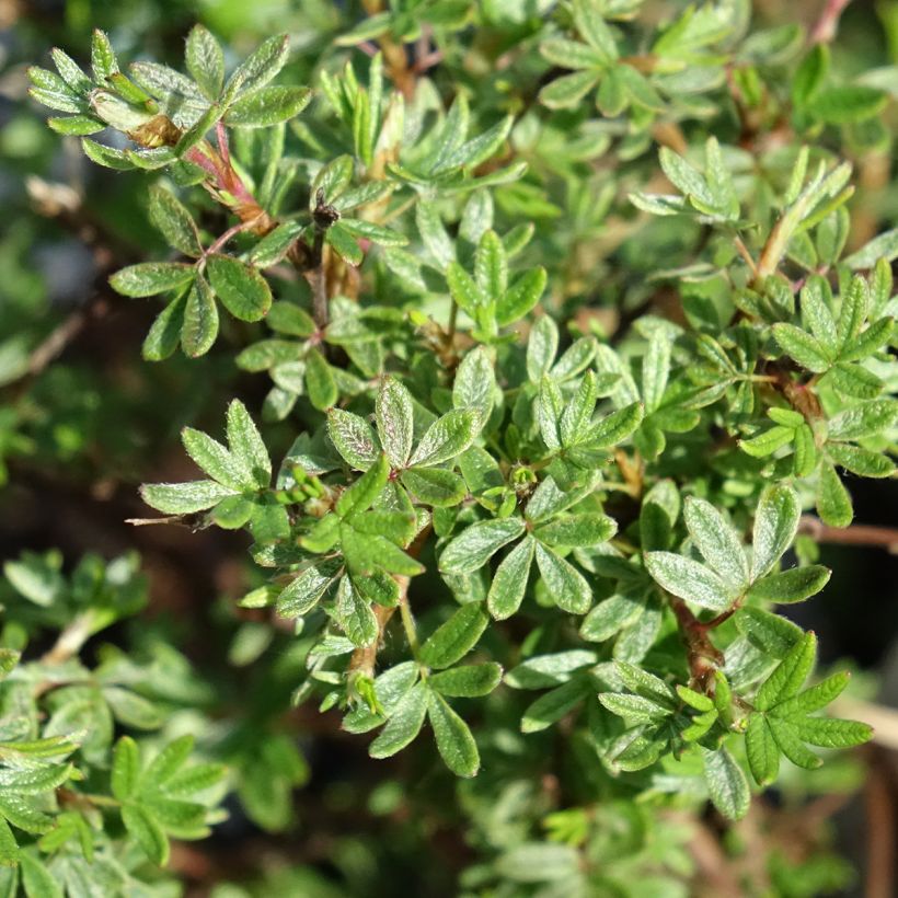 Potentilla fruticosa Bella Rosa (Folhagem)