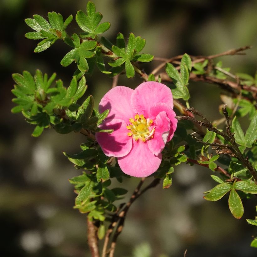 Potentilla fruticosa Bella Rosa (Floração)