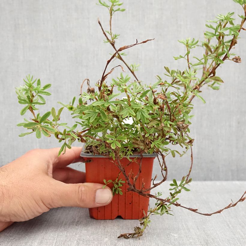 Amostra de Potentilla fruticosa Bella Rosa Vaso de 8/9 cm tal como entregue no outono