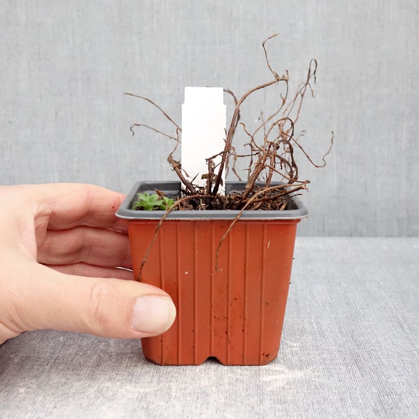 Amostra de Potentilla fruticosa Bella Rosa Vaso de 8/9 cm tal como entregue no inverno