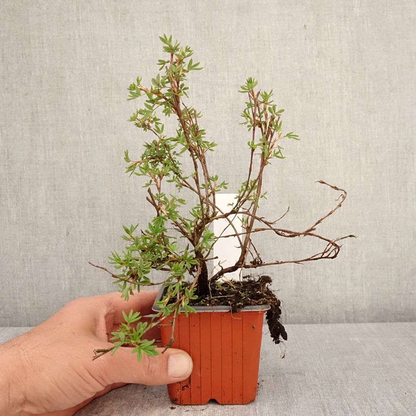 Amostra de Potentilla fruticosa Bella Rosa Vaso de 8/9 cm tal como entregue na primavera