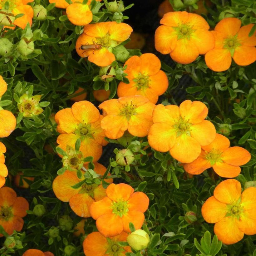 Potentilla fruticosa Bella Sol (Floração)