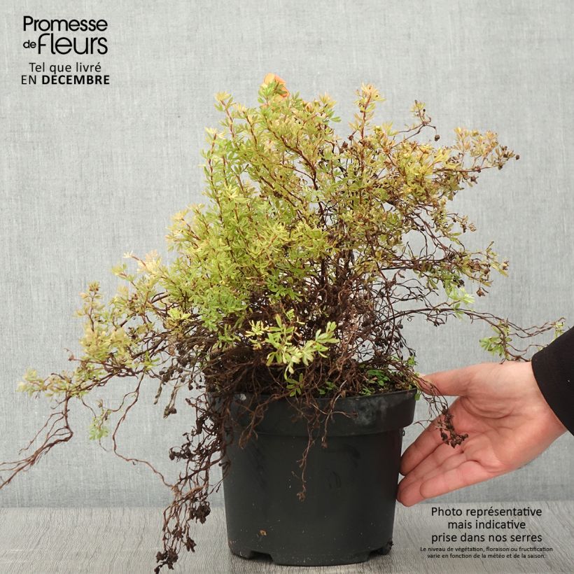 Amostra de Potentilla fruticosa Bella Sol Vaso de 2 L/3 L tal como entregue no outono