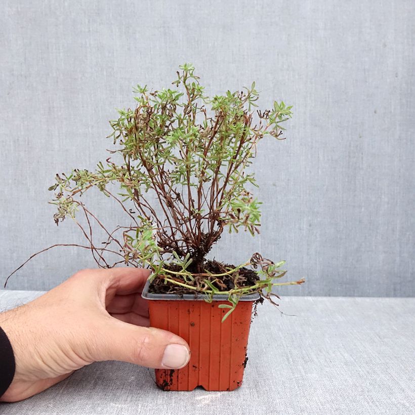 Amostra de Potentilla fruticosa Hopley's Orange Vaso de 8/9 cm tal como entregue no outono