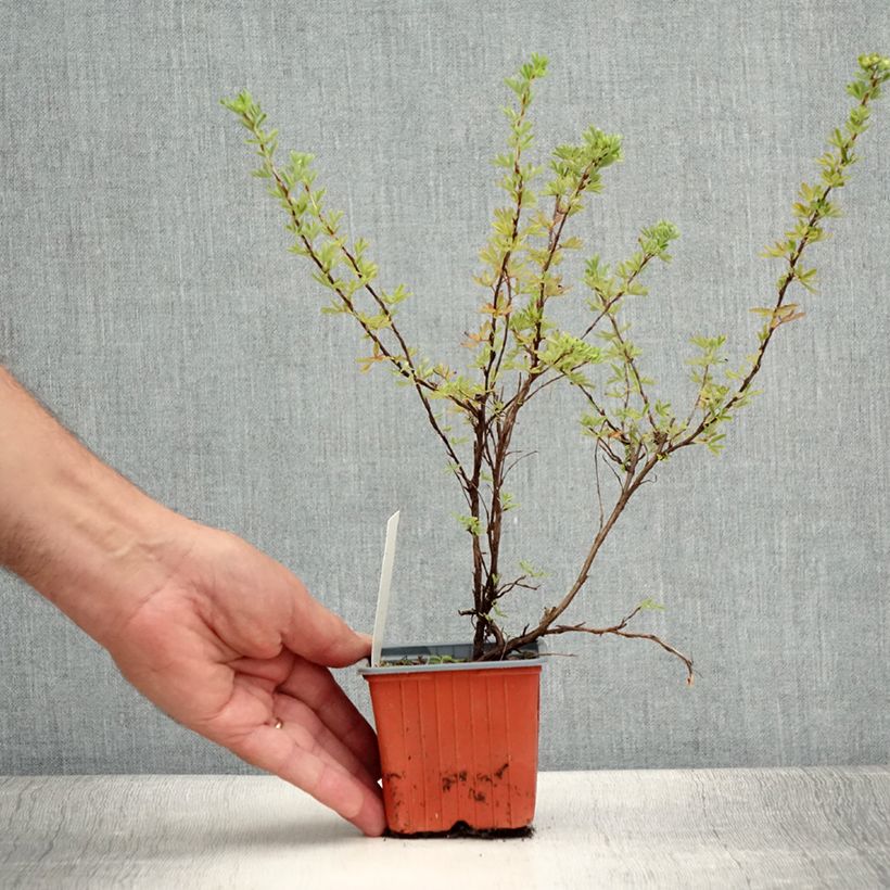 Amostra de Potentilla fruticosa Hopley's Orange Vaso de 8/9 cm tal como entregue no verão