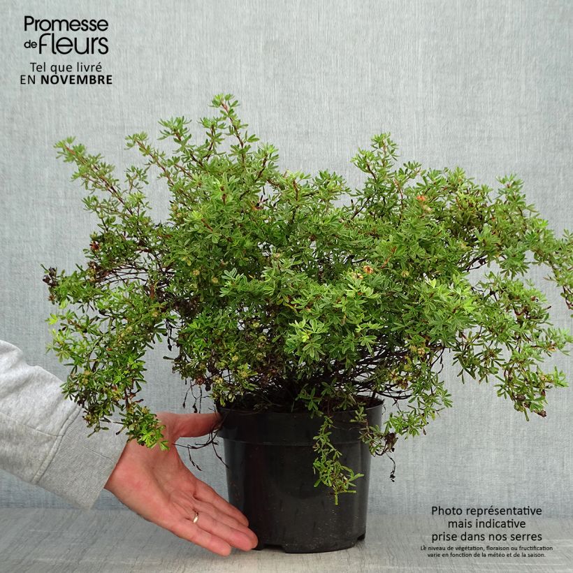 Amostra de Potentilla fruticosa Hopley's Orange Vaso de 3 L/4 L tal como entregue no outono