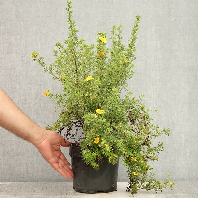 Amostra de Potentilla fruticosa Hopley's Orange Vaso de 3 L/4 L tal como entregue no verão