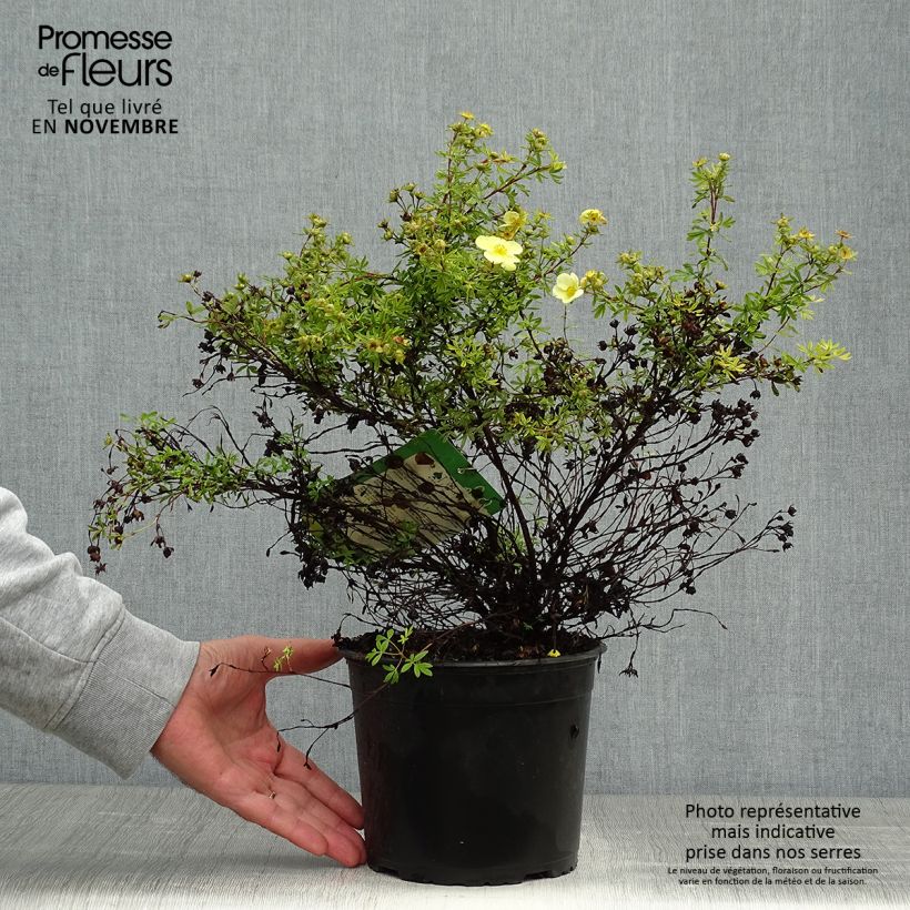 Amostra de Potentilla fruticosa Kobold Vaso de 3 L/4 L tal como entregue no outono