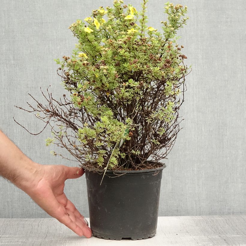 Amostra de Potentilla fruticosa Kobold Vaso de 3 L/4 L tal como entregue no verão