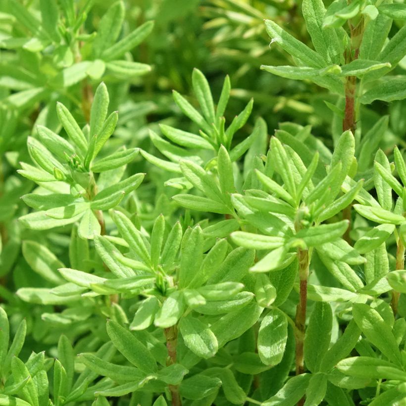 Potentilla fruticosa Marmalade (Folhagem)