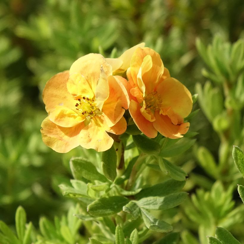 Potentilla fruticosa Marmalade (Floração)