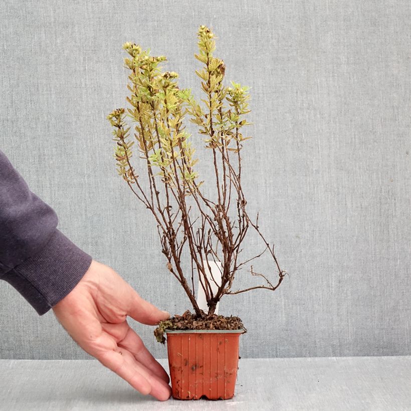 Amostra de Potentilla fruticosa Marmalade Vaso de 8/9 cm tal como entregue no outono