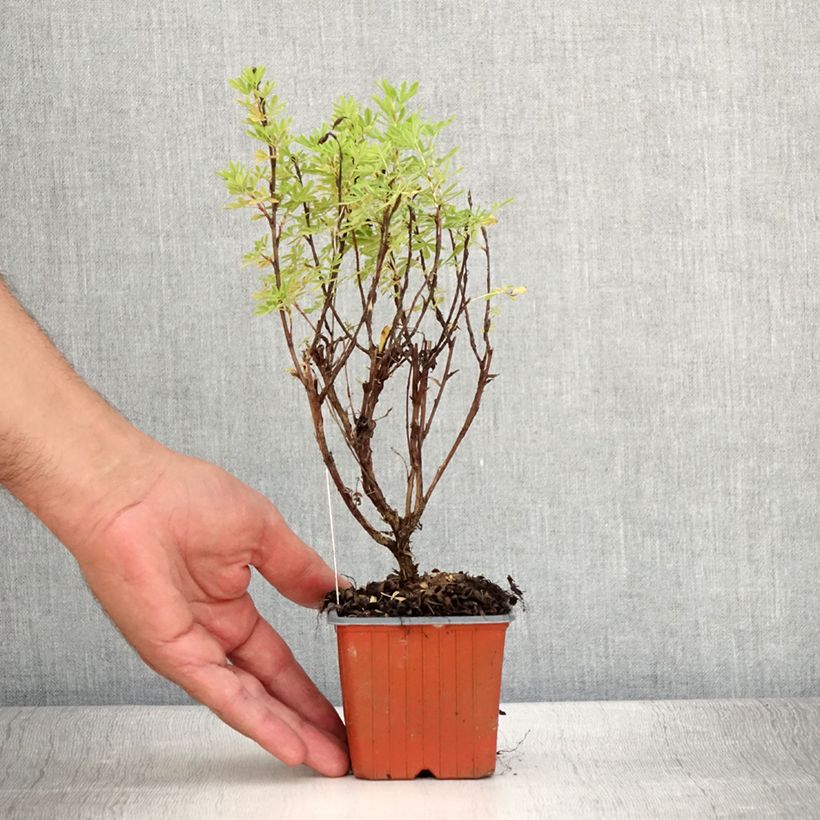 Amostra de Potentilla fruticosa Marmalade Vaso de 8/9 cm tal como entregue no verão