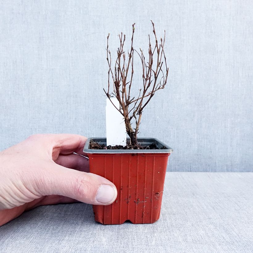 Amostra de Potentille arbustive Marmalade - Potentilla fruticosa Vaso de 8/9 cm tal como entregue no inverno