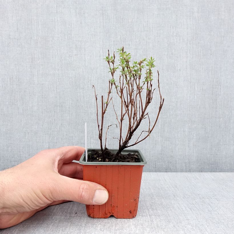 Amostra de Potentilla fruticosa Marmalade Vaso de 8/9 cm tal como entregue na primavera