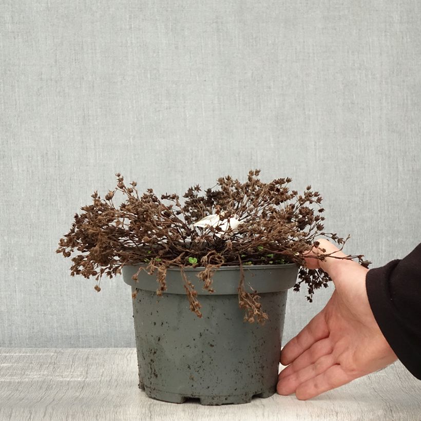 Amostra de Potentilla fruticosa Bella Bianca Vaso de 2 L/3 L tal como entregue no outono