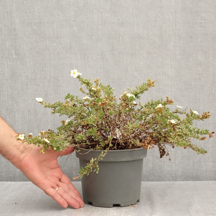 Amostra de Potentilla fruticosa Bella Bianca Vaso de 2 L/3 L tal como entregue no verão
