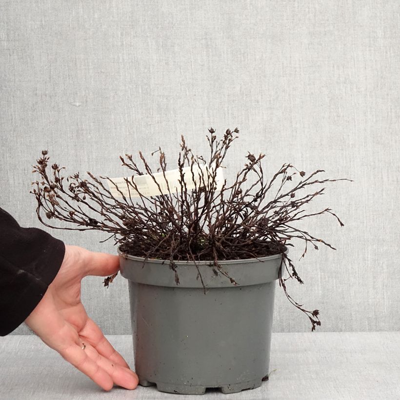 Amostra de Potentille arbustive - Potentilla fruticosa Bella Bianca Vaso de 2 L/3 L tal como entregue no inverno