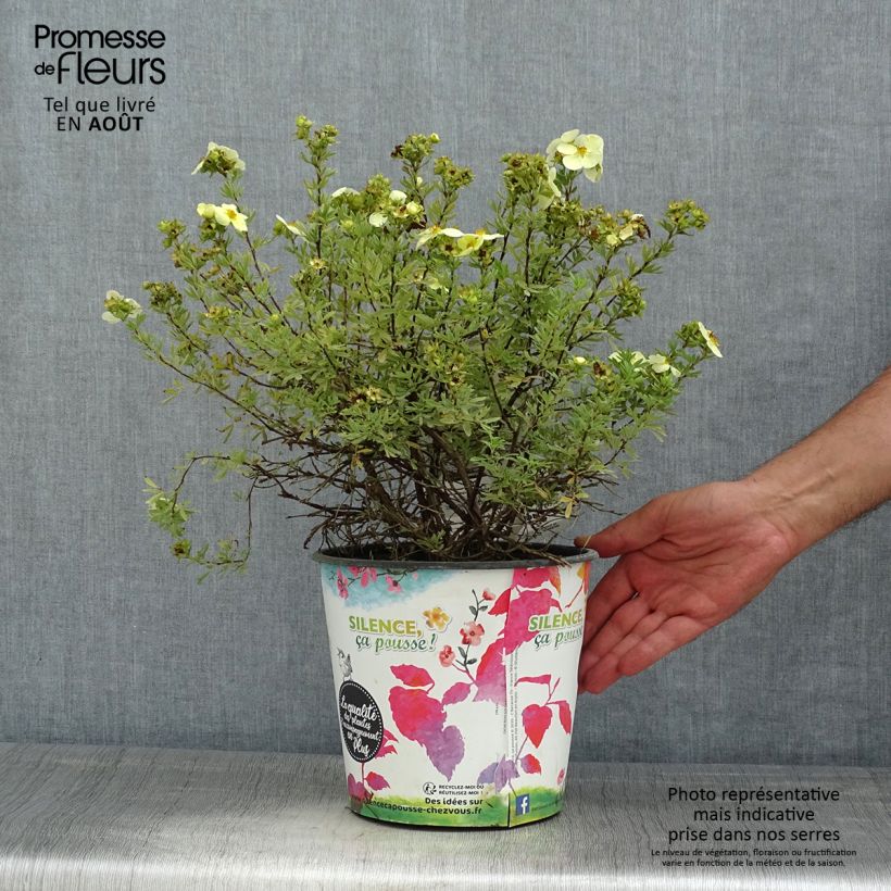 Amostra de Potentilla fruticosa Creamissima Vaso de 4 L/5 L tal como entregue no verão