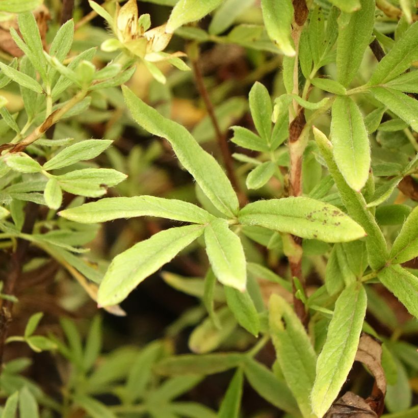 Potentilla fruticosa Creamissima (Folhagem)