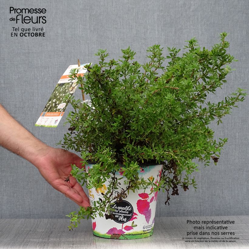 Amostra de Potentilla fruticosa Double Punch Cream Vaso de 3 L/4 L tal como entregue no outono