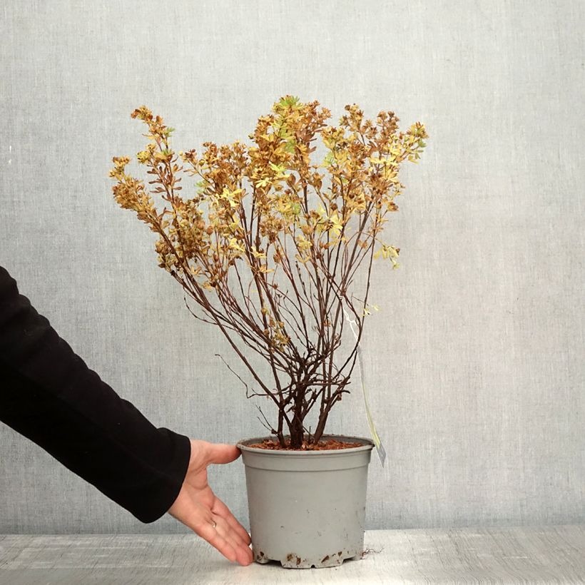 Amostra de Potentilla fruticosa Double Punch Gold Vaso de 2 L/3 L tal como entregue no outono