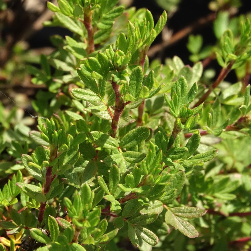 Potentilla fruticosa Double Punch Peach (Folhagem)