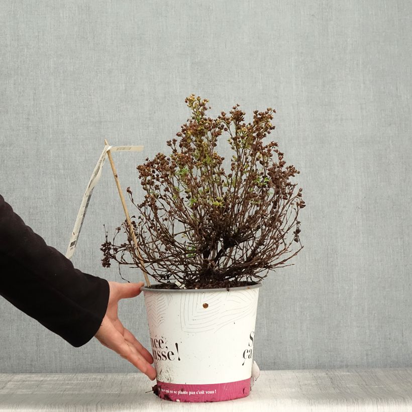 Amostra de Potentilla fruticosa Double Punch Peach Vaso de 3 L/4 L tal como entregue no outono