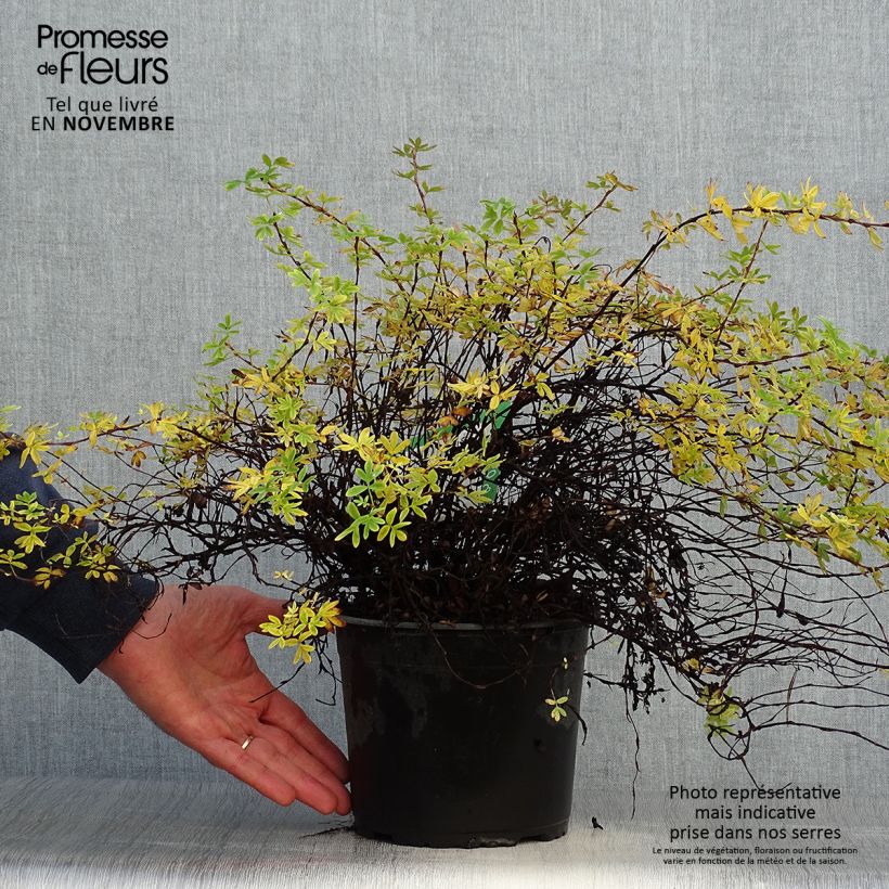Amostra de Potentilla fruticosa Elisabeth Vaso de 2 L/3 L tal como entregue no outono