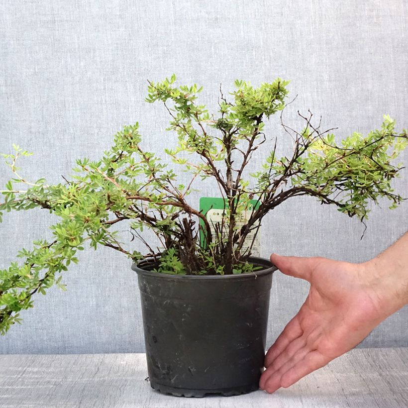 Amostra de Potentilla fruticosa Elisabeth Vaso de 2 L/3 L tal como entregue no verão