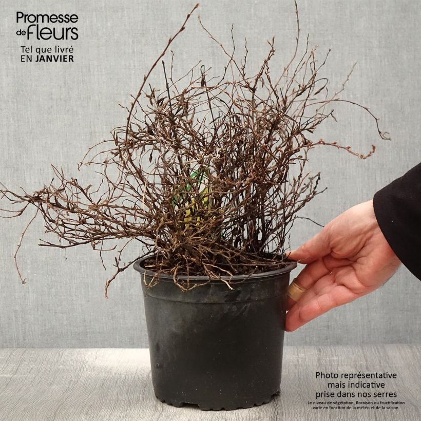 Amostra de Potentille arbustive - Potentilla fruticosa Elisabeth Vaso de 2 L/3 L tal como entregue no inverno