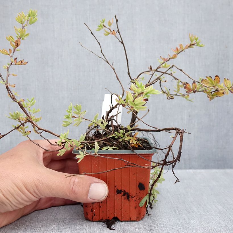Amostra de Potentilla fruticosa Elisabeth Vaso de 8/9 cm tal como entregue no outono