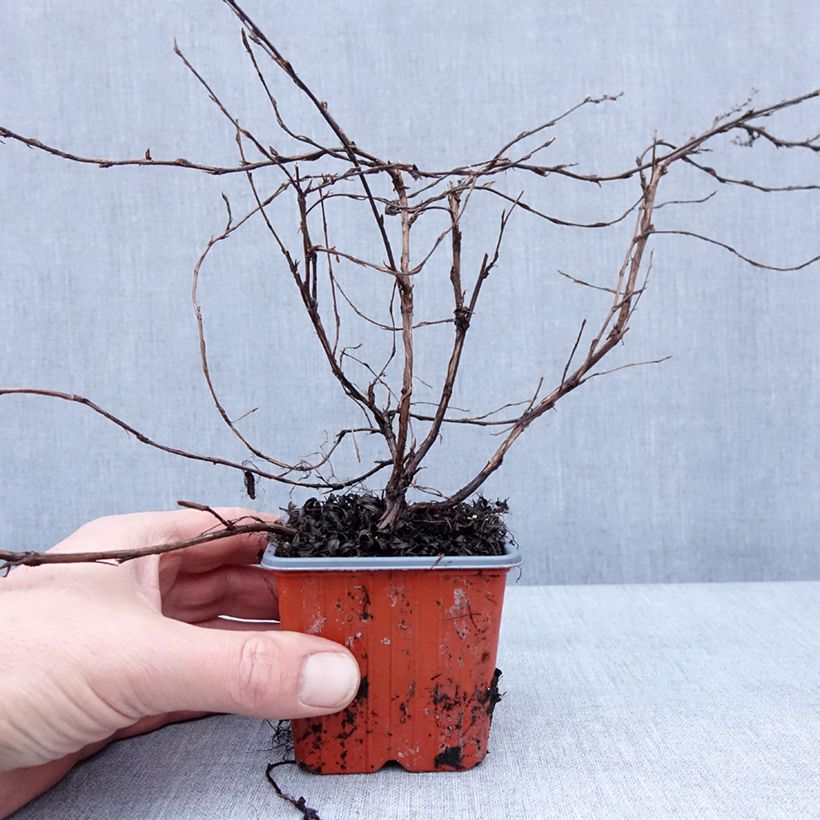 Amostra de Potentille arbustive - Potentilla fruticosa Elisabeth Vaso de 8/9 cm tal como entregue no inverno