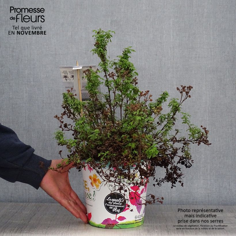 Amostra de Potentilla fruticosa Red'issima Vaso de 4 L/5 L tal como entregue no outono